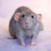 Химкинскую многоэтажку уже четверть века оккупируют крысы