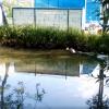 Власти Химок не заметили сточное болото в парке Дубки