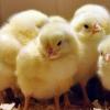 В Химках задержаны и отпущены 15 с лишним тысяч британских цыплят