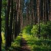 Защитники Алёшкина леса в Химках проведут лесопатологическую экспертизу