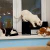 Химкинское Котокафе просит приютить котов на время закрытия